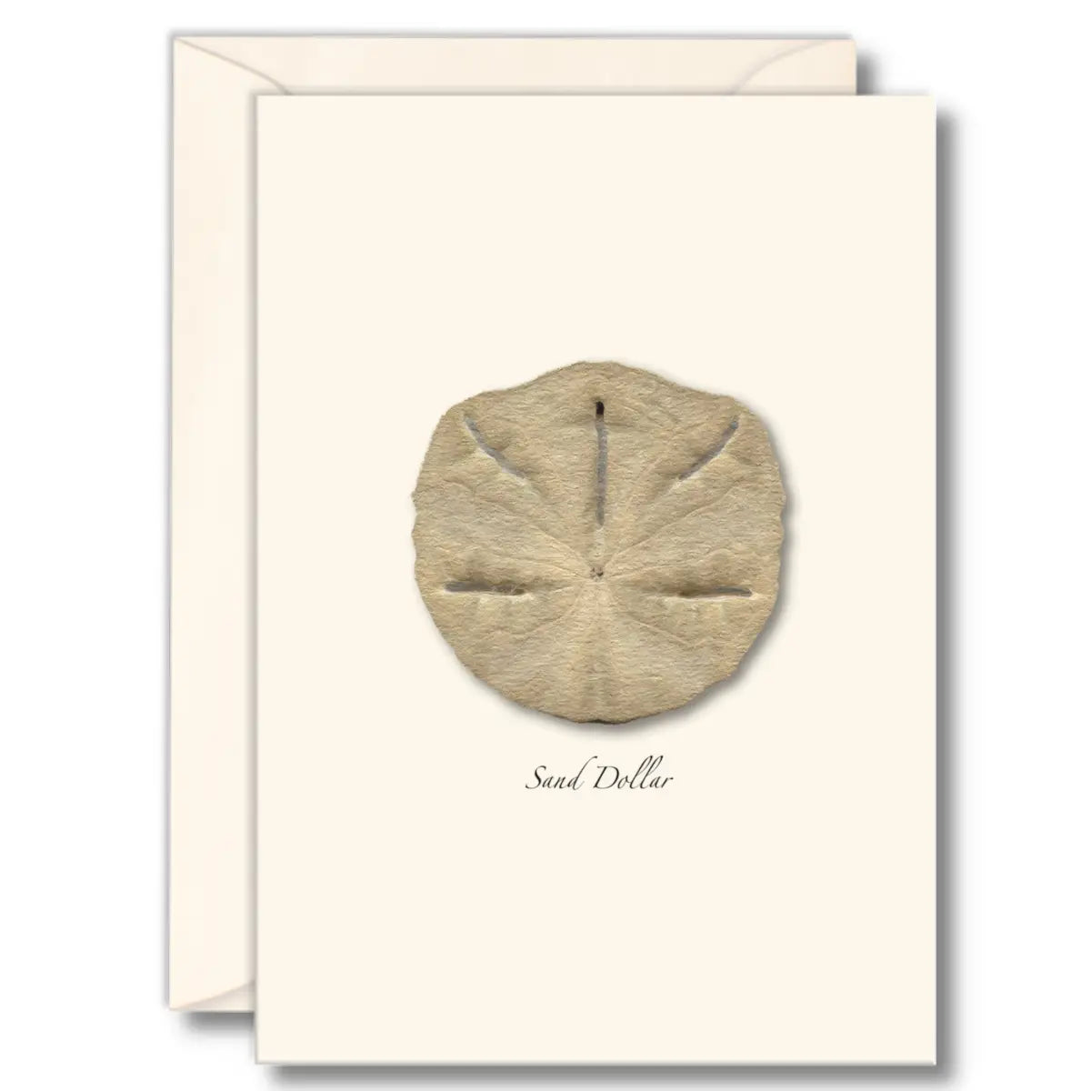 Seashell Boxed Note Cards