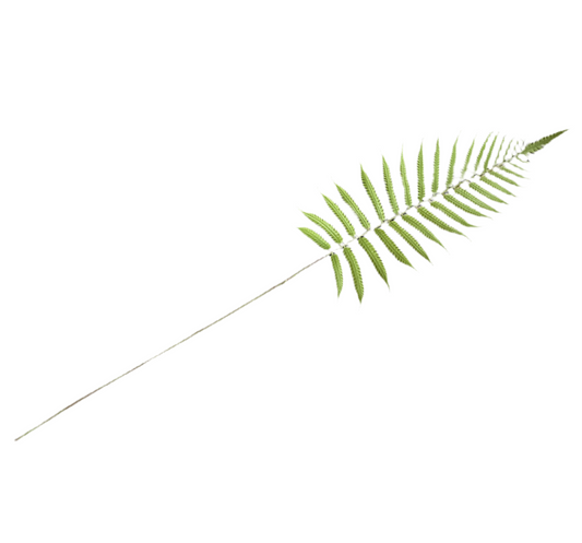 Fern Stem