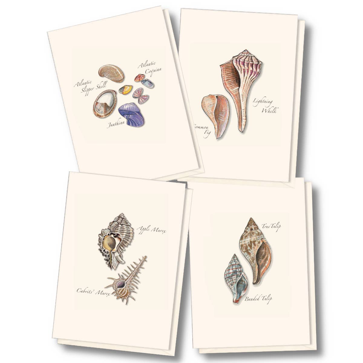 Seashell Boxed Note Cards