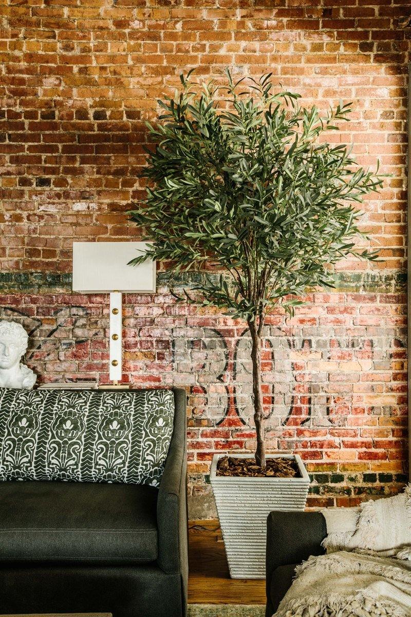 Olive Tree - 8'