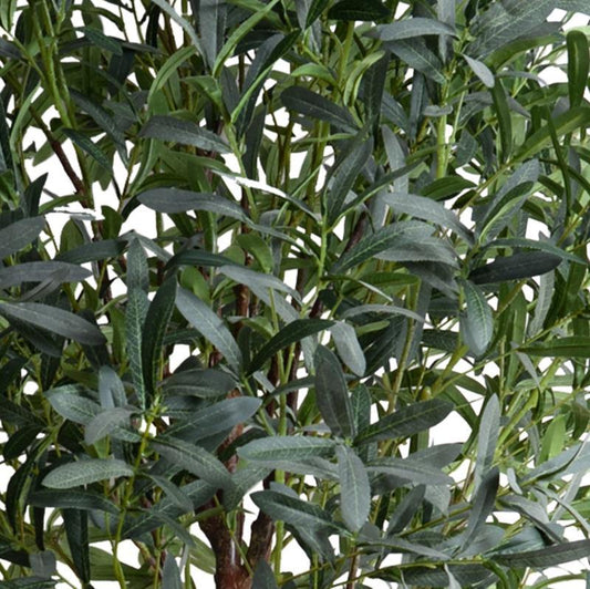 Olive Tree - 8'