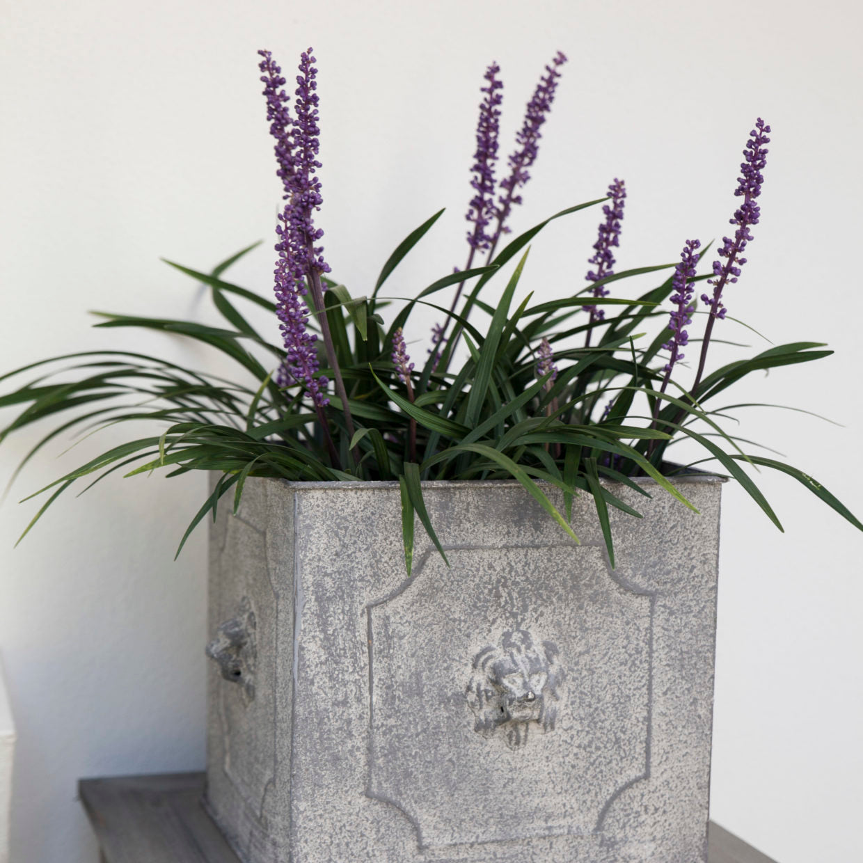 Aged Metal Square Lion Flower Pot