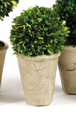 Boxwood Medium Sized Topiary in Pot, Assorted Style