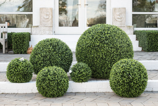 Boxwood Balls