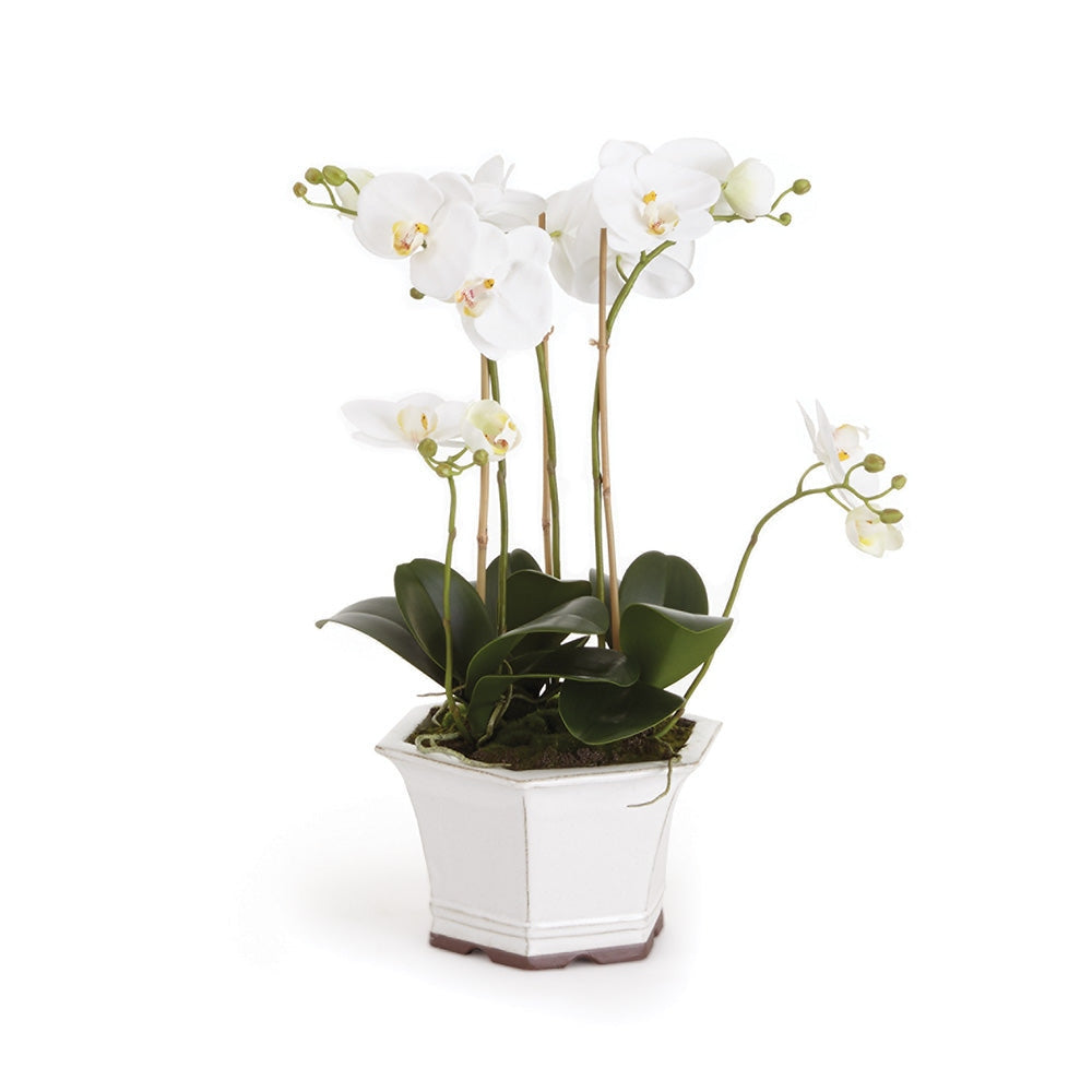 Barclay Butera White Phalaenopsis In Ceramic Bowl