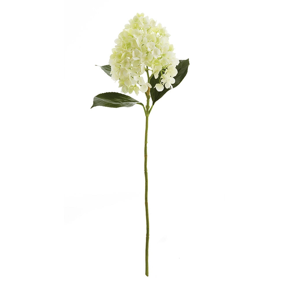 Cone Hydrangea Stems