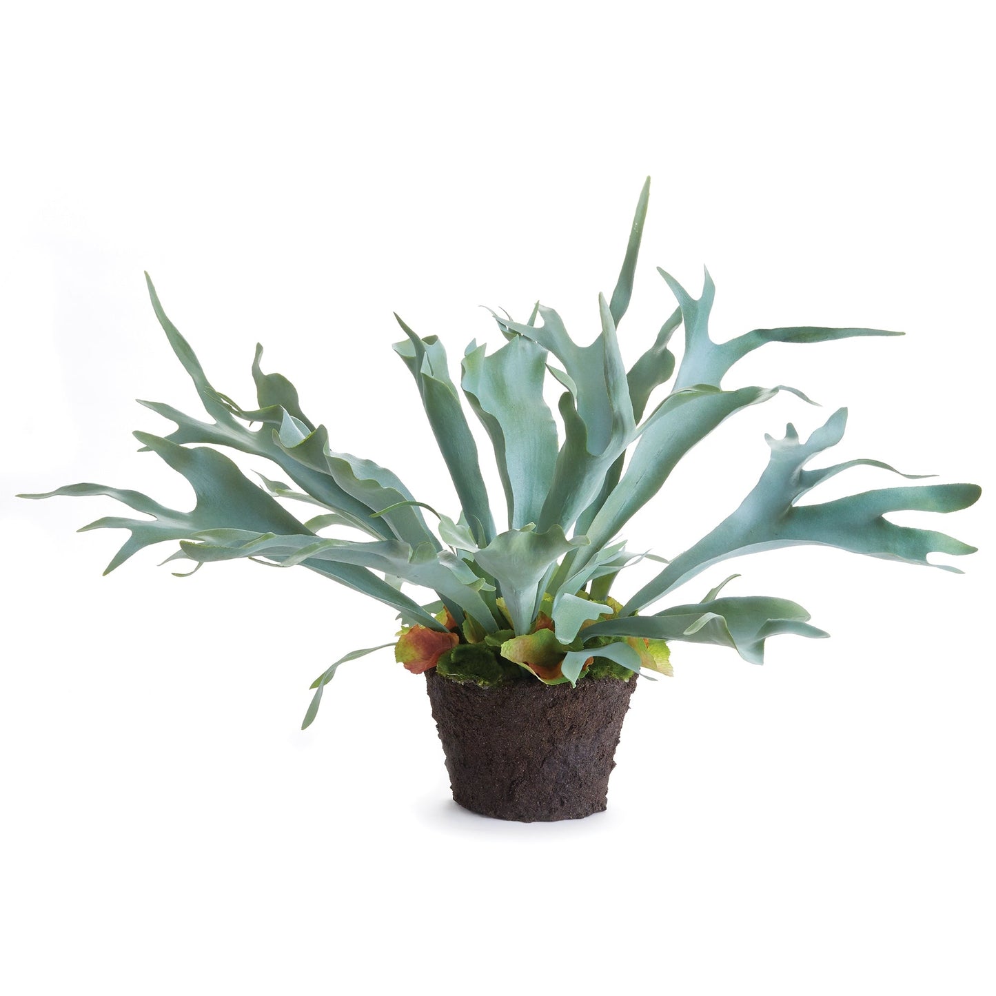 Staghorn Fern Drop-In - 21"