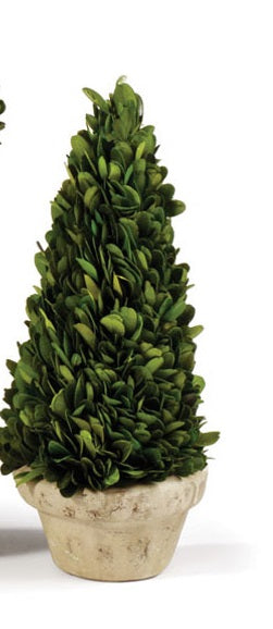 Boxwood Small Topiary in Pot, Assorted Style