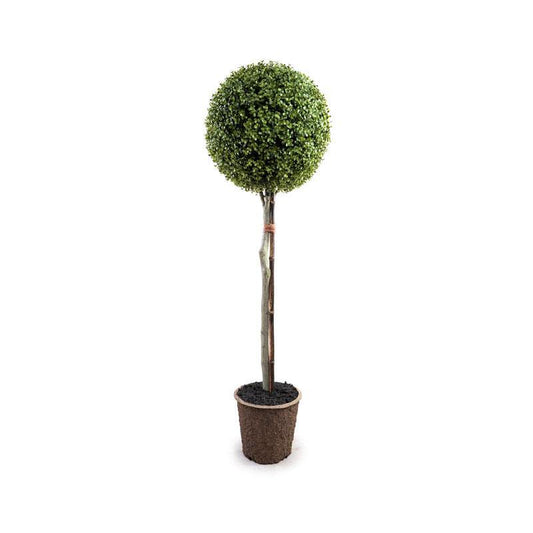 Boxwood Single Ball Topiary