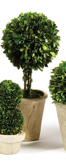 Boxwood Medium Sized Topiary in Pot, Assorted Style
