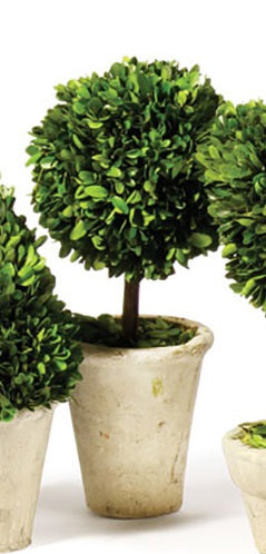 Boxwood Medium Sized Topiary in Pot, Assorted Style