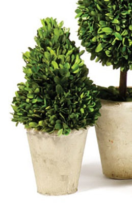 Boxwood Medium Sized Topiary in Pot, Assorted Style