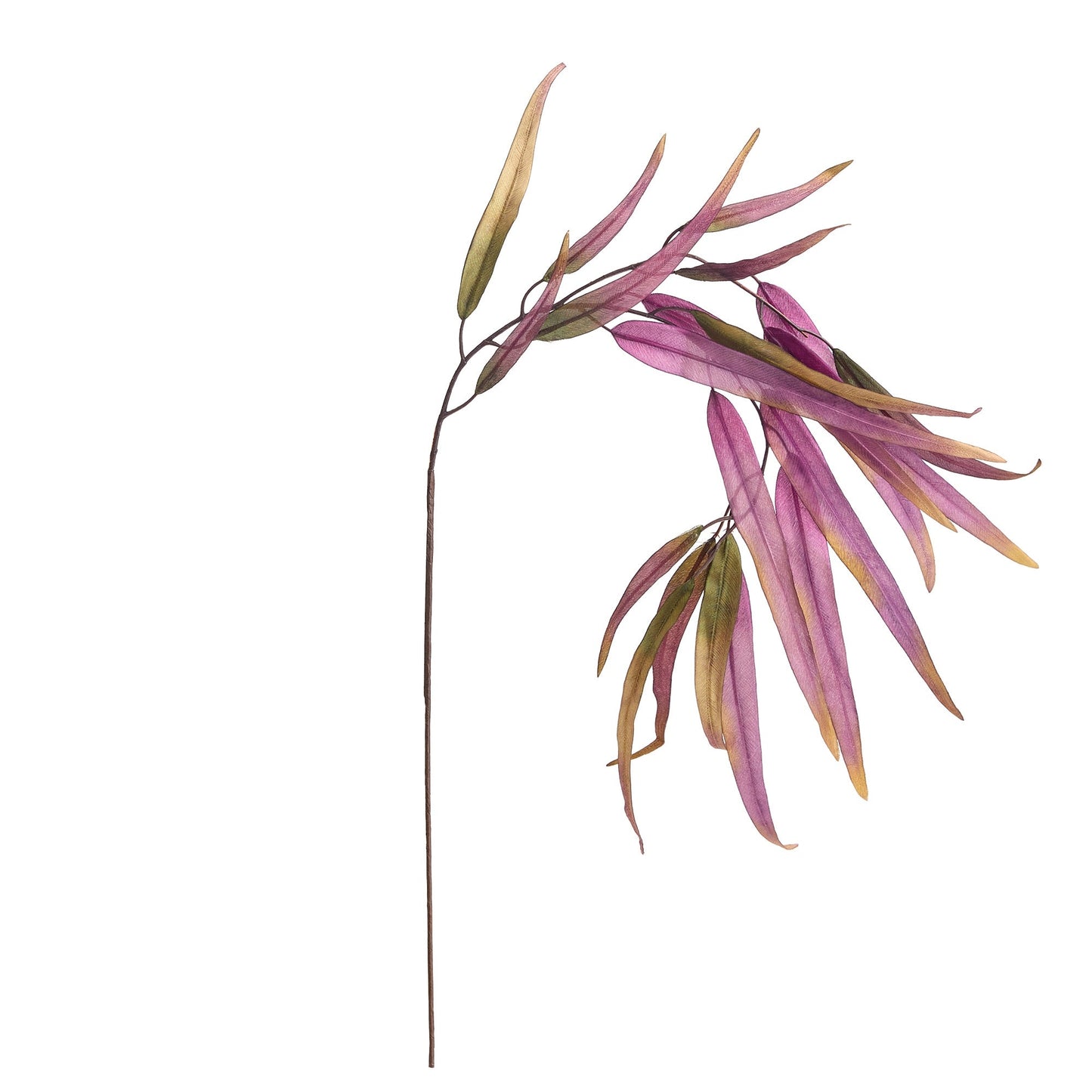 Willow Eucalyptus Stem - 37"