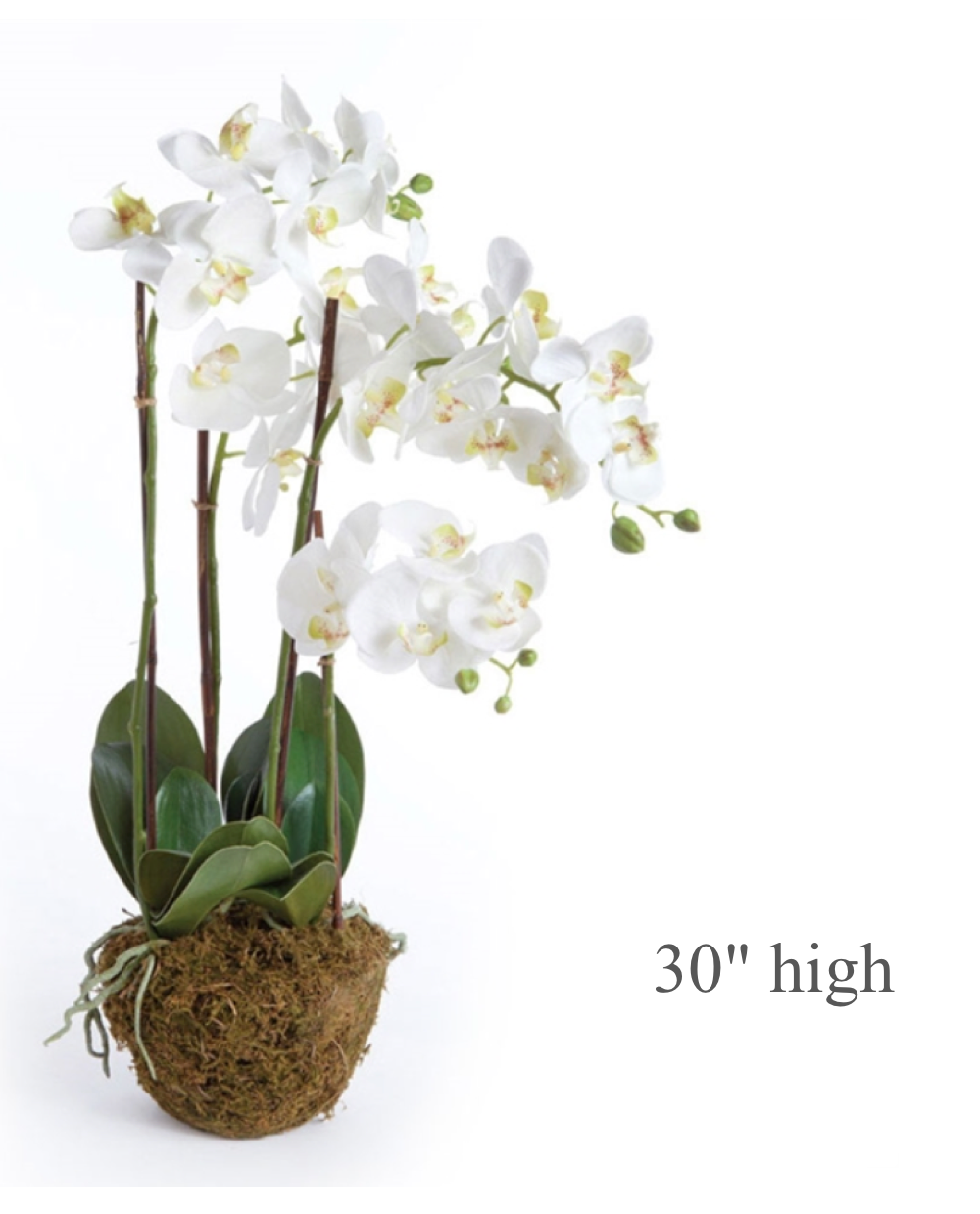 Multi-Stem White Phalaenopsis Orchid Drop-In
