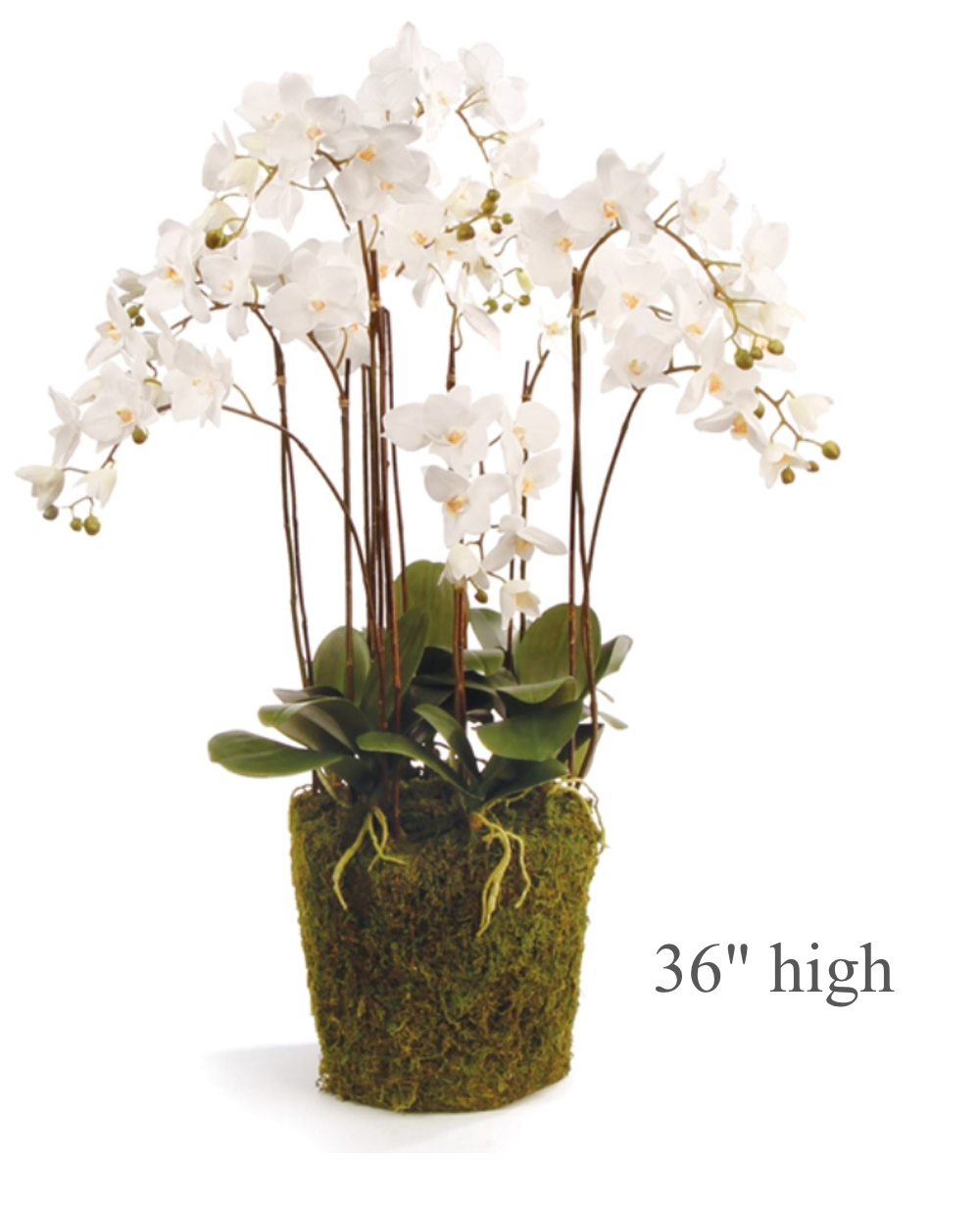 Large White Phalaenopsis Orchid Drop-In