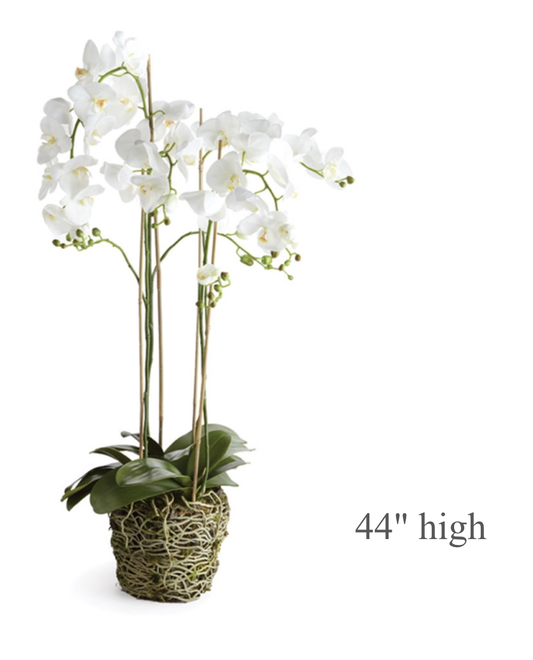 Multi-Stem White Phalaenopsis Orchid Drop-In
