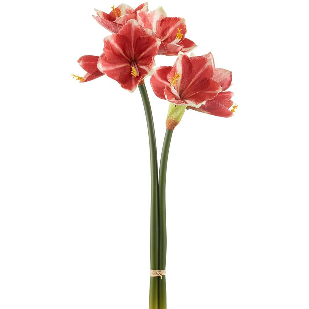 Amaryllis Stem - Peppermint 32"