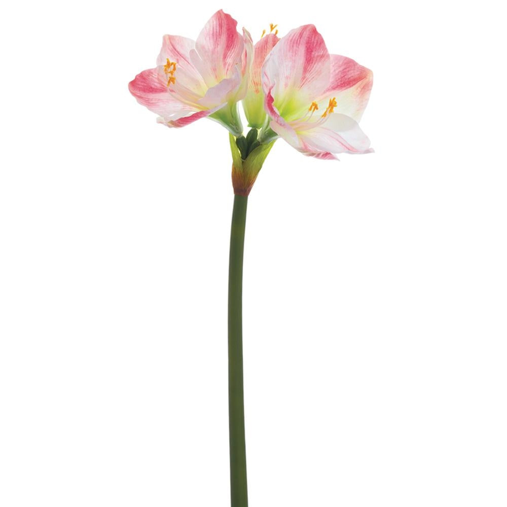 Amaryllis Stem - White/Pink 26"