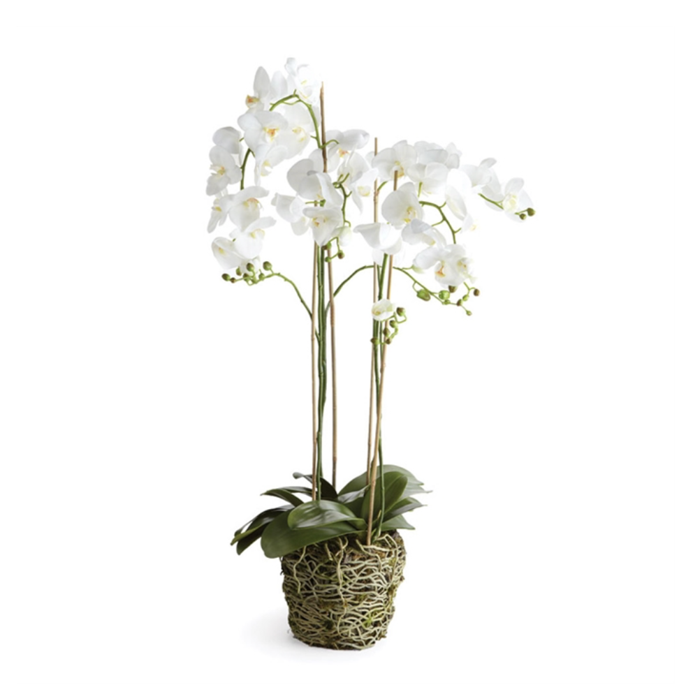Multi-Stem White Phalaenopsis Orchid Drop-In