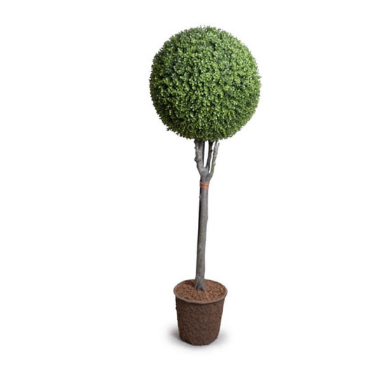 Boxwood Single Ball Topiary