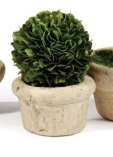 Boxwood Small Topiary in Pot, Assorted Style