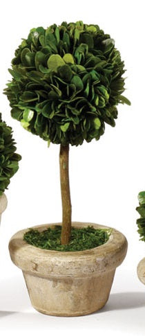 Boxwood Small Topiary in Pot, Assorted Style