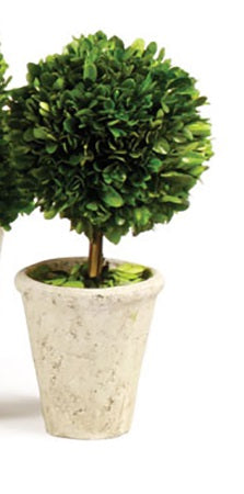 Boxwood Medium Sized Topiary in Pot, Assorted Style