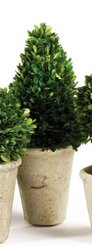 Boxwood Medium Sized Topiary in Pot, Assorted Style