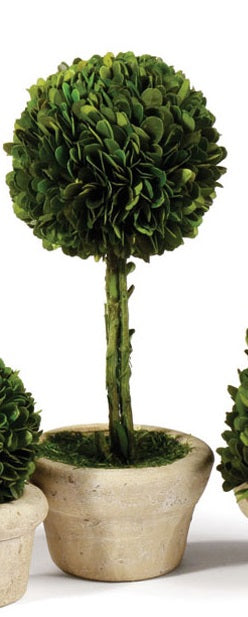 Boxwood Small Topiary in Pot, Assorted Style