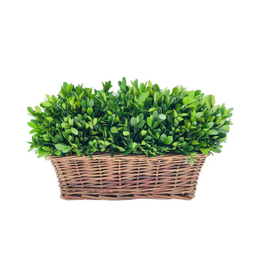 Preserved Boxwood Hedge in Basket
