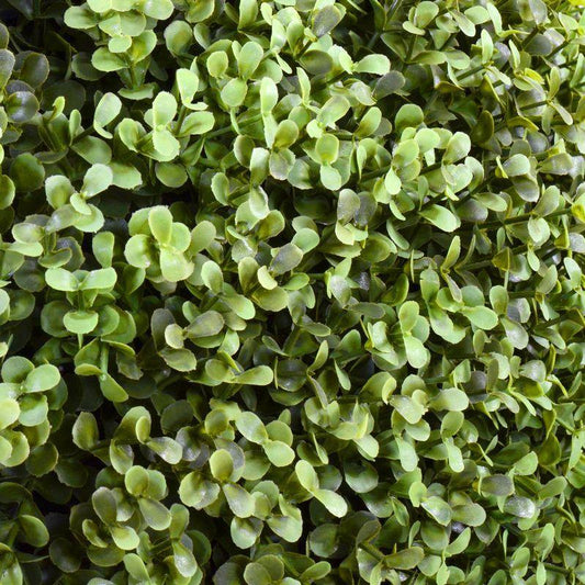 Boxwood Hedge