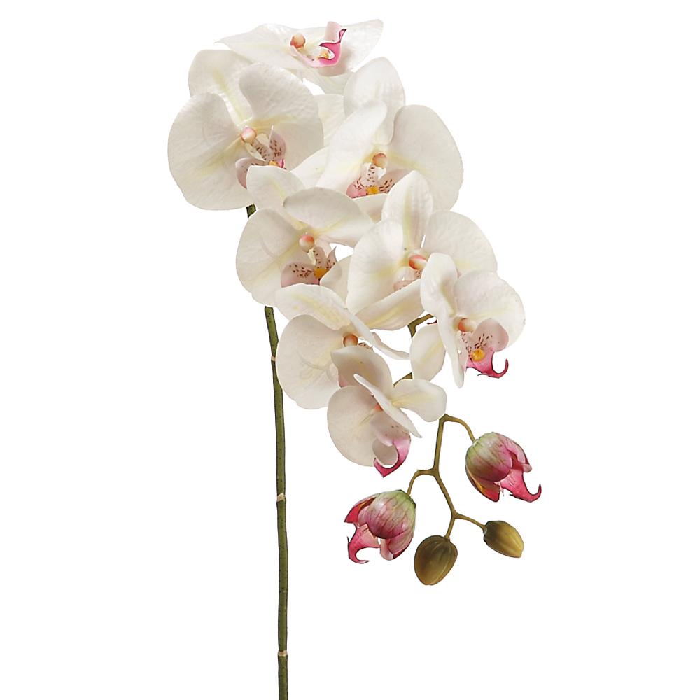 Phalaenopsis Spray 31"