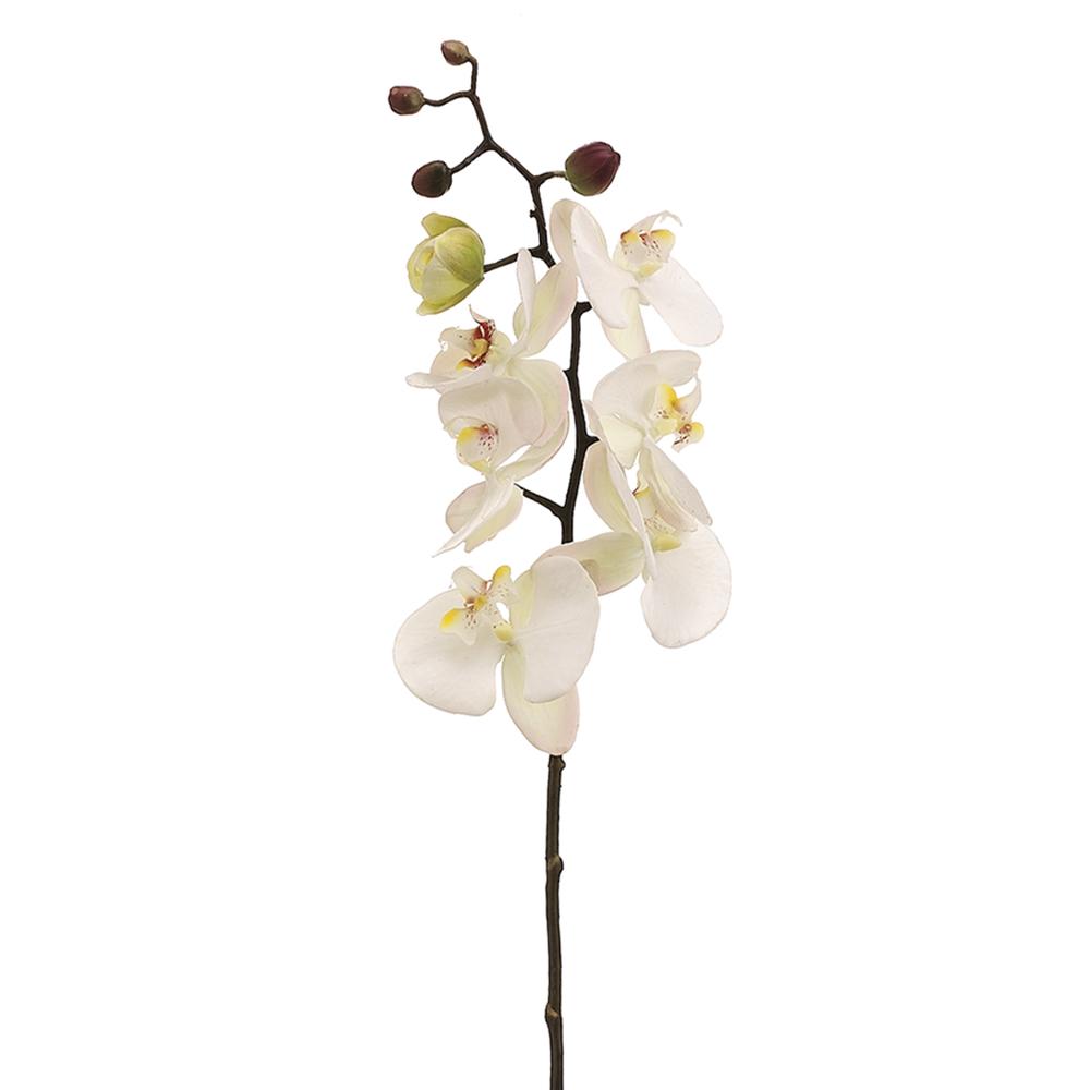 Phalaenopsis Spray 28"
