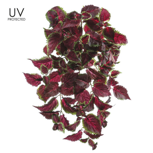 Coleus 25"