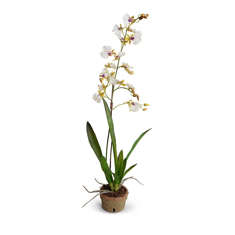 oncidium orchid potting mix Oncidium Orchid, Hybrid 34" – Courtyard Lifestyle