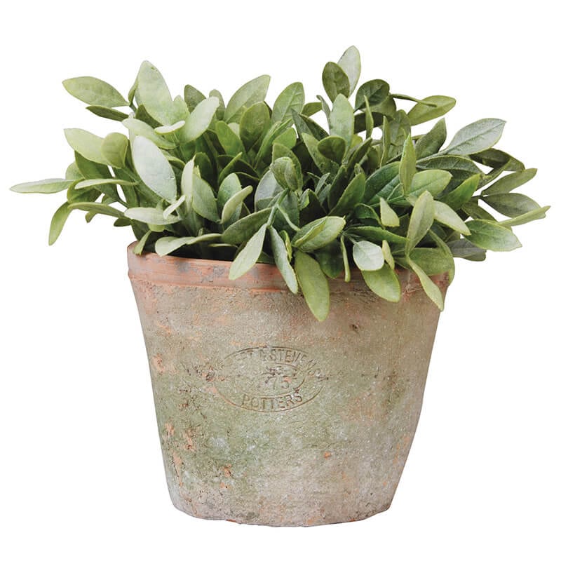A small Aged Terracotta Round Flower Pot, overflowing with lush green leaves. The pot boasts an embossed inscription and a vintage finish, providing it with an aged, natural look. The leaves are vibrant and densely packed, ideal for local pick up.