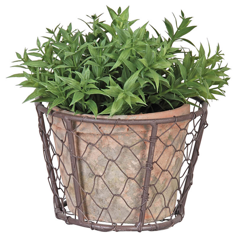 A green plant with spiky leaves is flourishing in an Aged Terracotta Flower Pot in Metal Basket. The pot, surrounded by a rustic metal basket, exudes timeless elegance while adding a decorative touch to the arrangement.