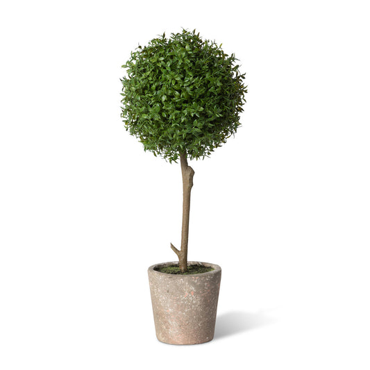 Thyme Ball Topiary in Cement Pot, Medium