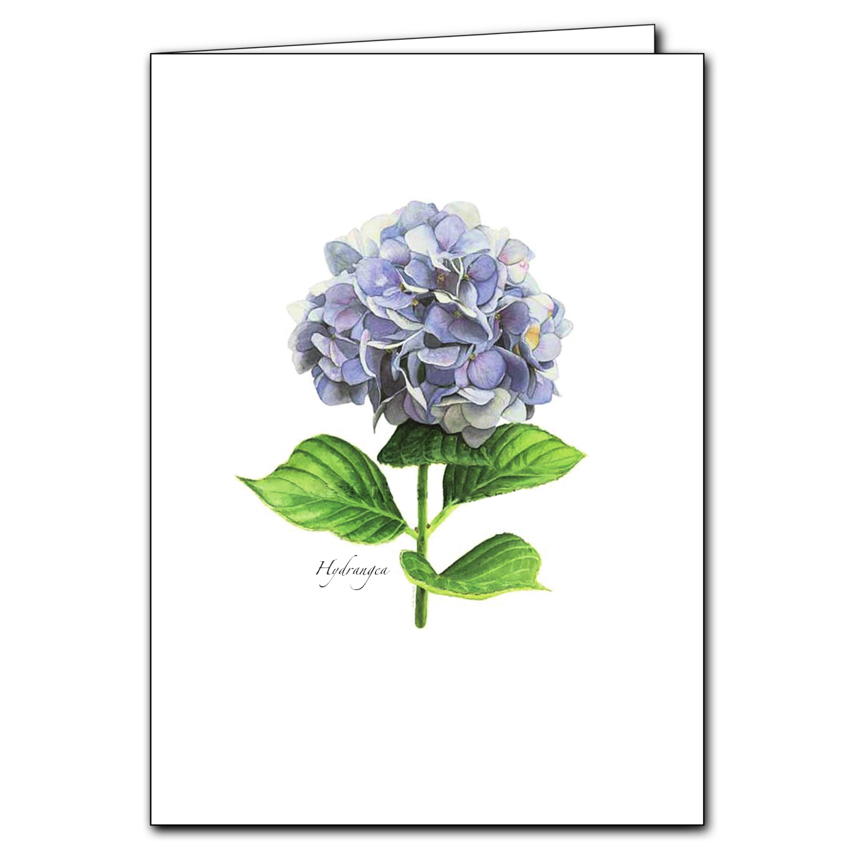 Floral & Botanical Boxed Note Cards - Select Style