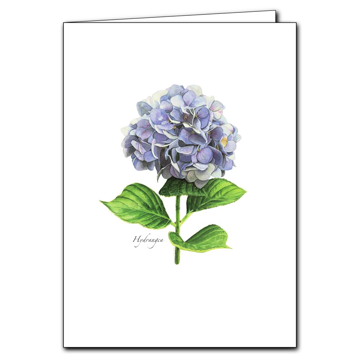 Floral Boxed Note Cards