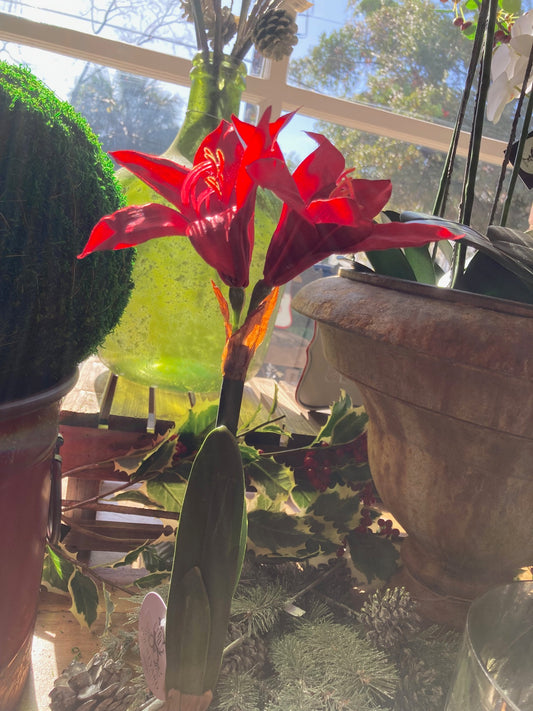 Star Amaryllis in Bulb Pot Red