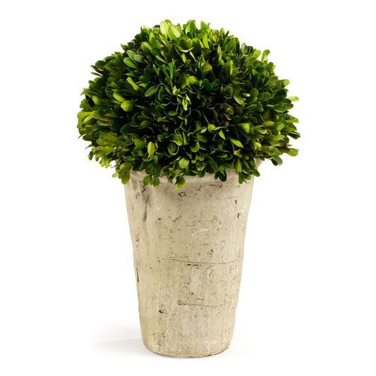 Boxwood Three-Quarter Ball in Pot