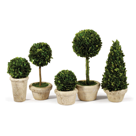 Boxwood Small Topiary in Pot, Assorted Style