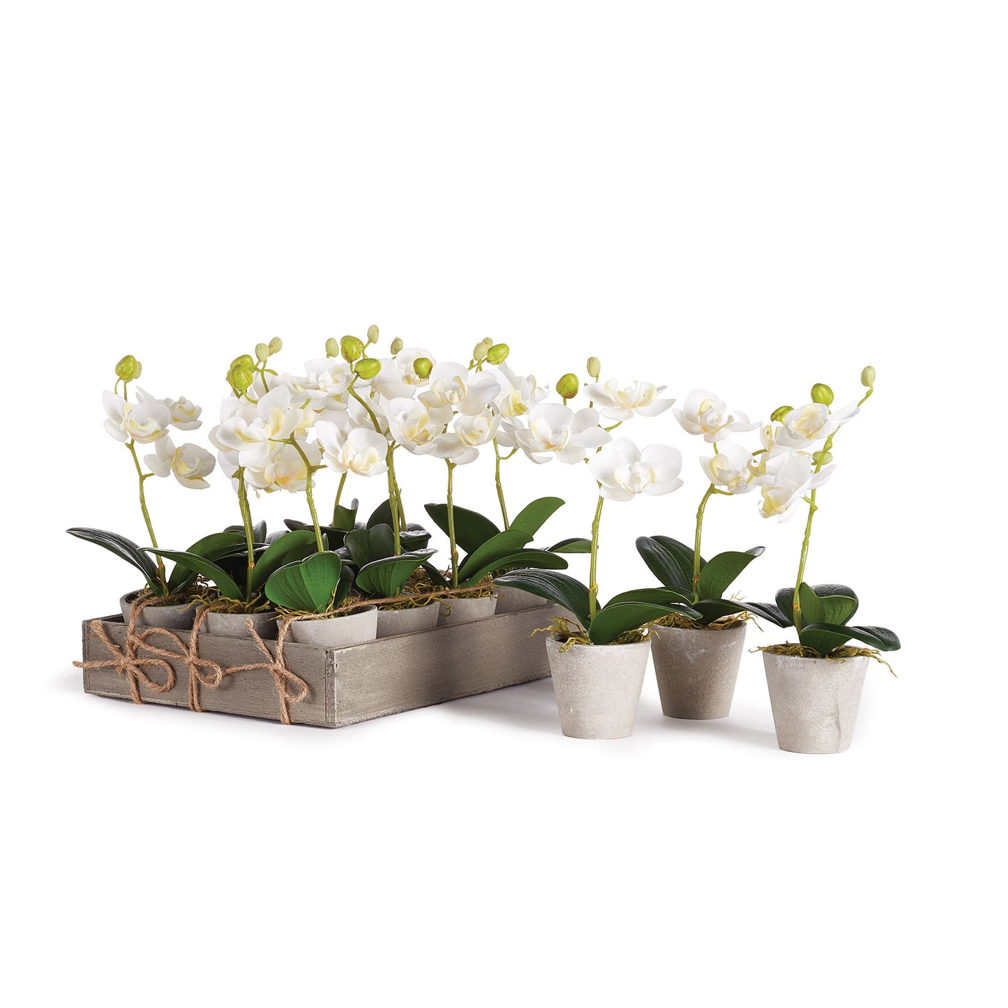Mini White Phalaenopsis Orchid, 9"H Potted