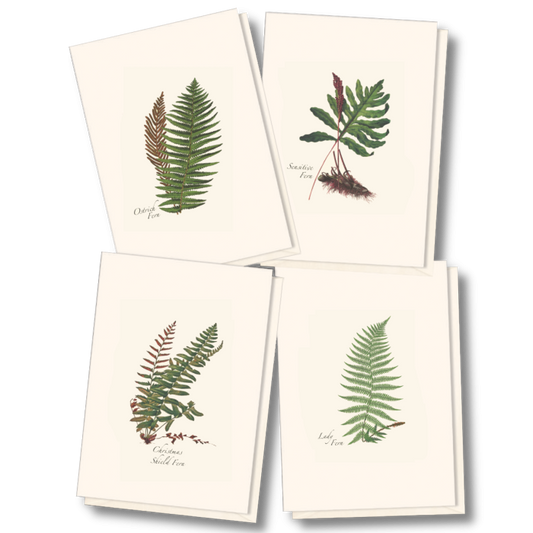 Plant Boxed Note Cards