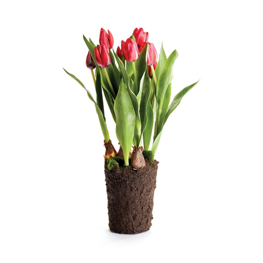 Tulip Drop-in 22" Red