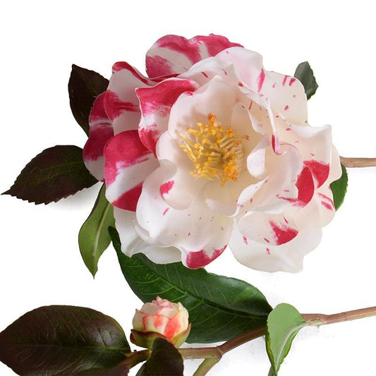 Camellia Stem