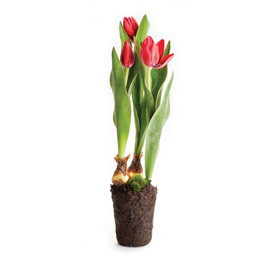 Tulip Drop-in 18"H Red