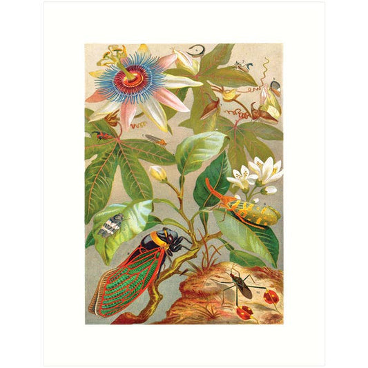 Vintage Botanical Greeting Cards