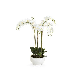 Barclay Butera White Phalaenopsis In Ceramic Bowl